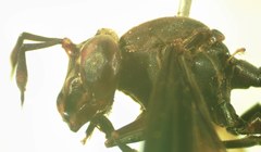 Polybiomyia schwarzi