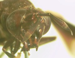 Polybiomyia schwarzi