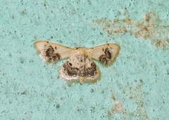 Idaea macrospila
