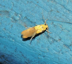 Stathmopoda auriferella