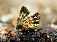 Pyrgus centaureae
