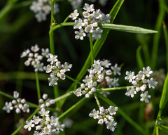 Limnosciadium pumilum