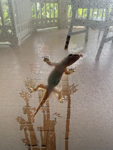 Flat-tailed House Gecko