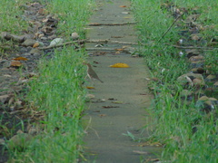 Turdus maculirostris