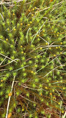 Bog Haircap Moss