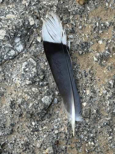 White-winged Dove