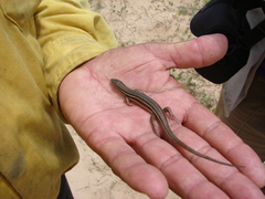Aspronema dorsivittatum