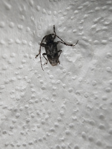Aegomorphus modestus