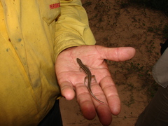 Aspronema dorsivittatum