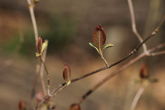 Viburnum lentago
