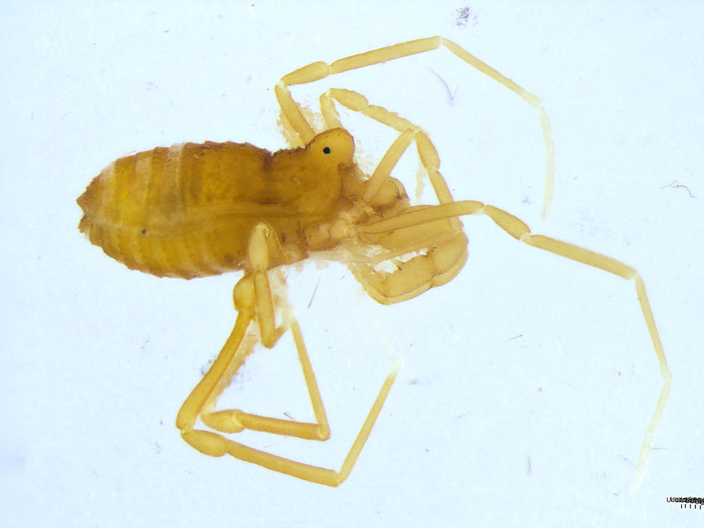 Scotolemon catalonicus