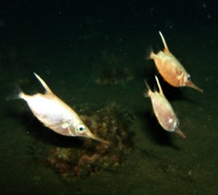 Macroramphosus scolopax