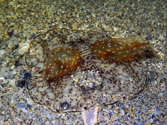 Coeloplana meteoris