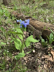 Mertensia virginica