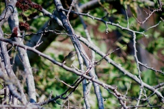 Vireonidae