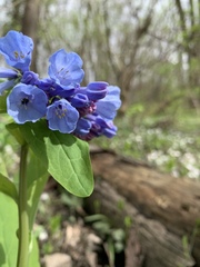 Mertensia virginica