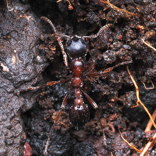 Manica yessensisManica yessensis