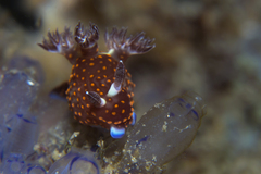Nembrotha