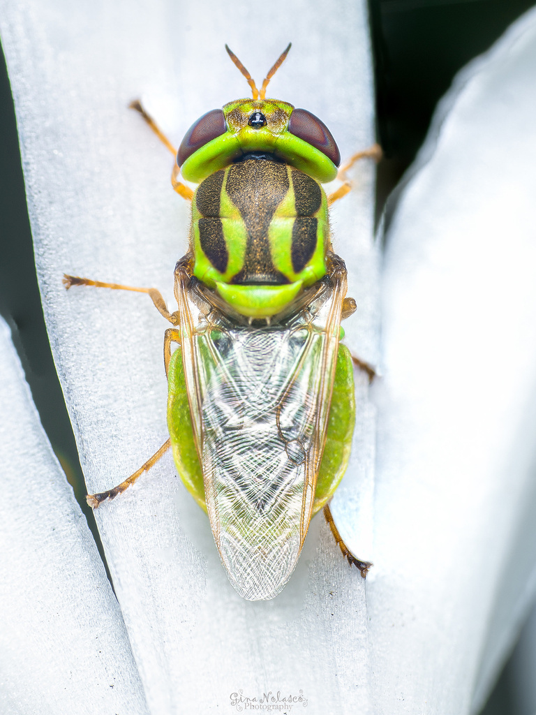 Hedriodiscus trivittatus