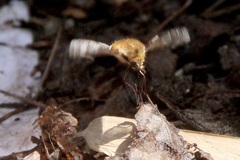Bombylius major