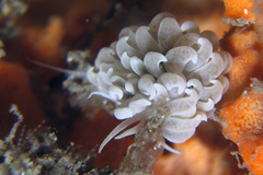 Phyllodesmium