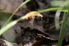 Bombylius major