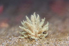 Phyllodesmium