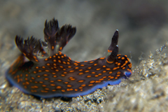 Nembrotha