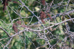 Vireonidae