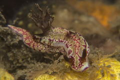Hypselodoris
