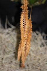 Dendrochilum convallariiforme