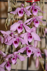 Dendrobium anosmum