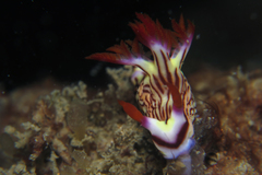 Nembrotha