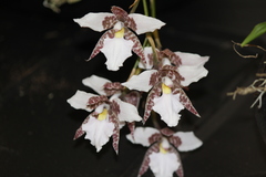 Rhynchostele rossii