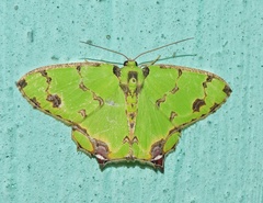 Agathia lycaenaria