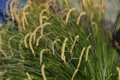 Dendrochilum tenellum