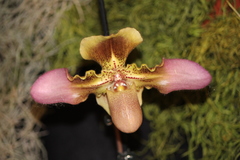 Paphiopedilum hirsutissimum