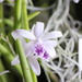 Cattleya lundii - Photo (c) Steven Kurniawidjaja, some rights reserved (CC BY-NC), uploaded by Steven Kurniawidjaja