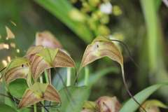 Masdevallia triangularis