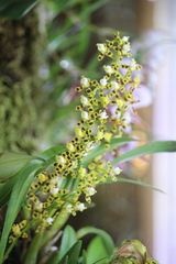 Oncidium tigroides