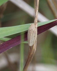 Prairiana