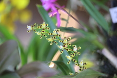 Oncidium tigroides