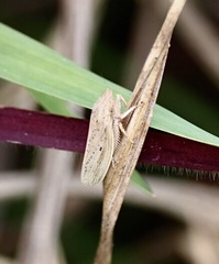 Prairiana