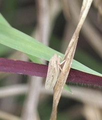 Prairiana