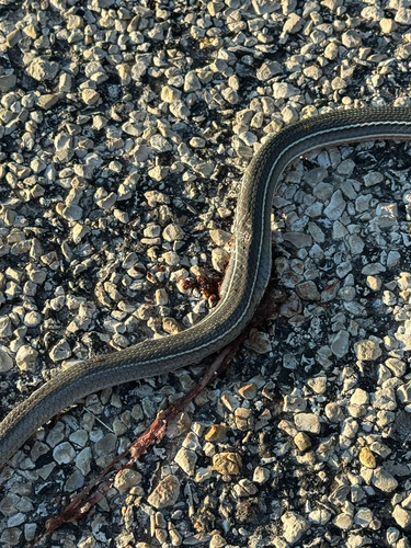 Schott's Whipsnake