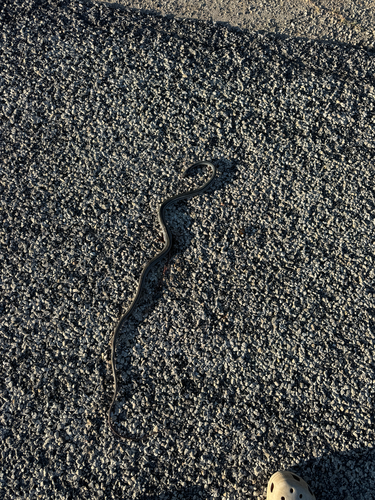 Schott's Whipsnake