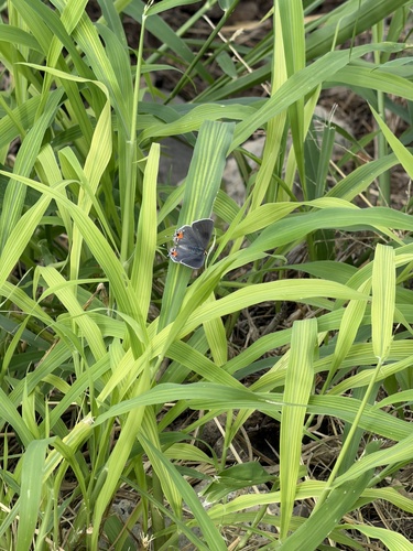 Gray Hairstreak