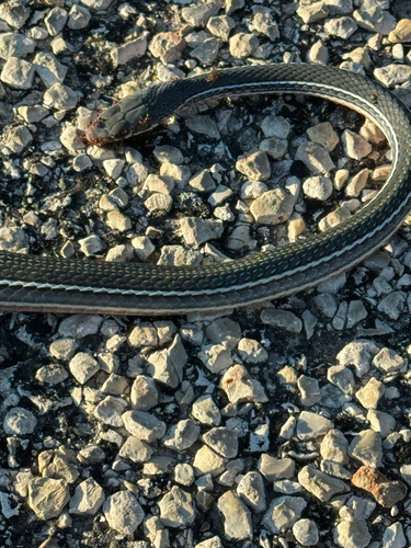 Schott's Whipsnake