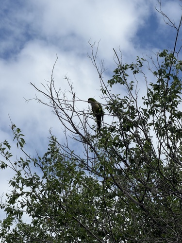 Monk Parakeet