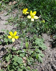 Ranunculus oxyspermus